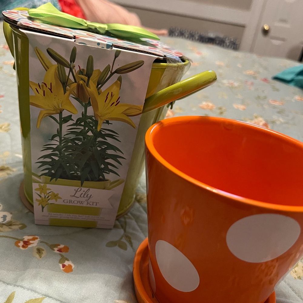 Lily grow kit + polka dot flower pot